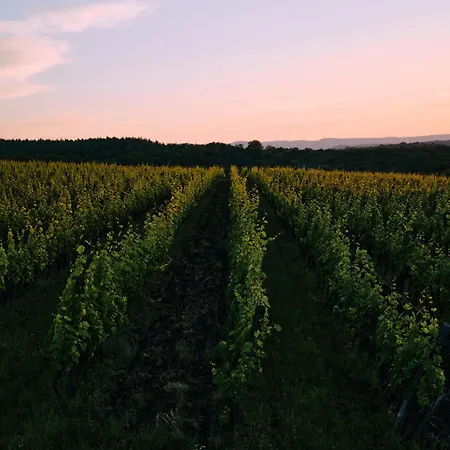 Guest house Campy Eco House • Eger